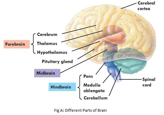 biology- brain sukrajclasses.com