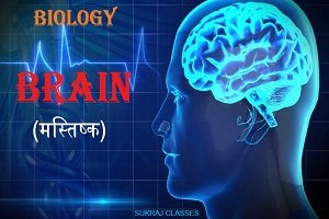 Brain (मस्तिष्क) – Biology For Competitive Exams