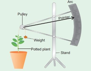 Auxanometer-sukrajclasses.com