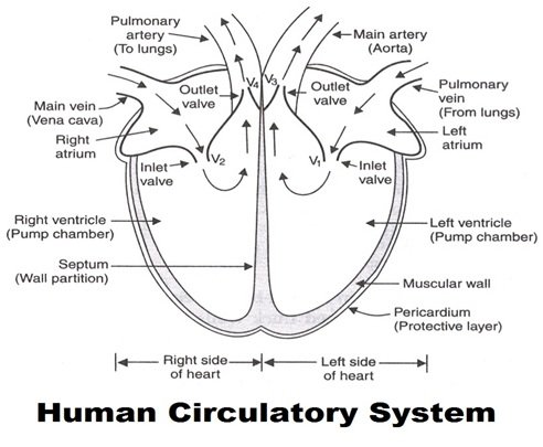 Human heart cycle-sukrajclasses