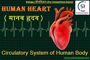 Human Heart (मानव हृदय) – Circulatory System Of Human Body – Biology