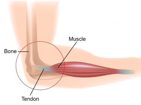  Tendon-sukrajclasses.com