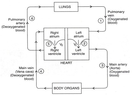 heart circulation-sukrajclasses.com