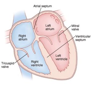 heart- sukrajclasses.com