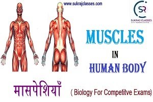 Human Muscles-sukrajclasses.com