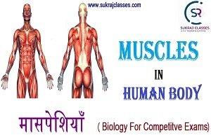 Muscles In Human Body/ Muscular System (मानव शरीर में मासपेशियाँ)