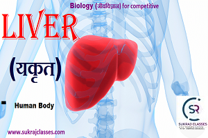 Liver (यकृत) In Human Body- Biology Topic