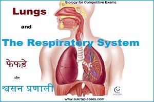 Lungs And The Respiratory System (फेफड़े और श्वसन प्रणाली)