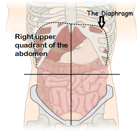 abdominal cavity-Liver (यकृत) in Human Body-sukrajclasses.com