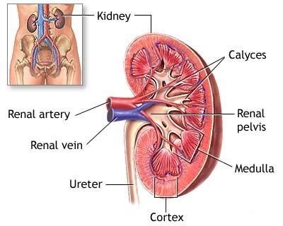 kidney-Kidney (गुर्दा) in Human Body-sukrajclasses.com