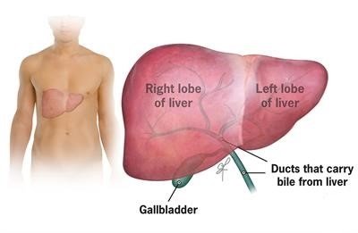 liver anatomy-Liver (यकृत) in Human Body-sukrajclasses.com