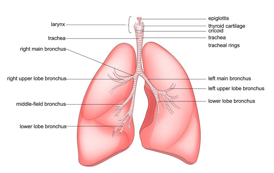 lungs anatomy-sukrajclasses.com