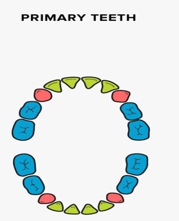 primary teeth sukrajclasses.com