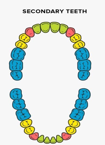 secondry teeth -sukrajclasses.com