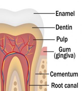 eeteeth anatomy-sukrajclaases.com