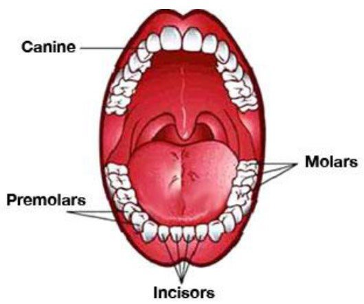 teeth nomenclature- Mouth- Teeth, Tongue, Lips & Salivary Glands (मुखगुहा)- sukrajclasses.com