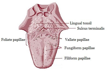 tongue-(मुखगुहा)- sukrajclasses.com