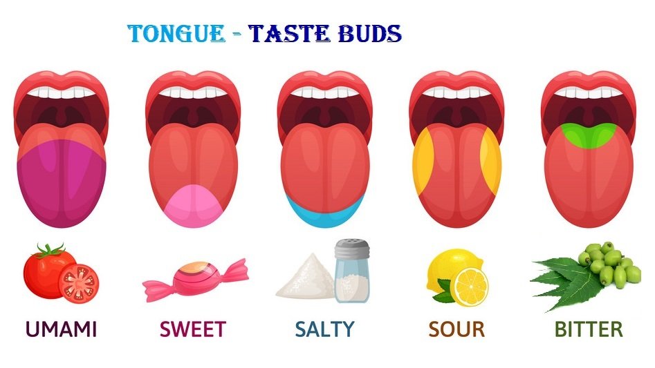 Tongue & Salivary Glands (मुखगुहा)-sukrajclasses.com
