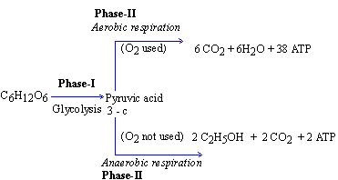 Aerobic reaction formula -sukrajclasses