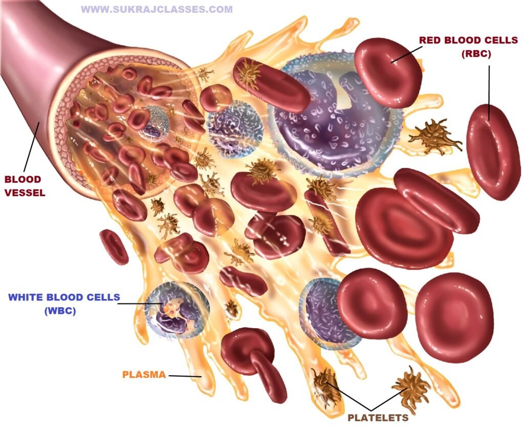 BLOOD COMPOSITION - Human Blood-sukrajclasses.com