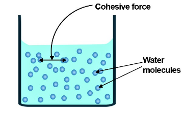 Cohesive force-Force & Its Types-sukrajclasses.com