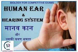 Human Ear-sukrajclasses.com