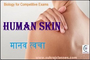 Skin (त्वचा/चर्म) Of Human Body – Biology Topic