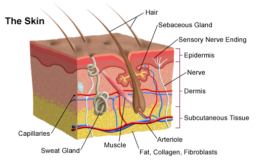 Human Skin- sukrajclasses.com