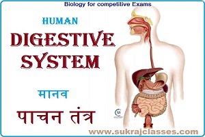 Human Digestive System (मानव पाचन तंत्र)- Biology