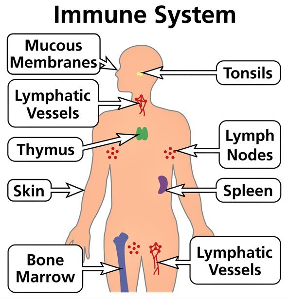 Immune-system-sukrajclasses