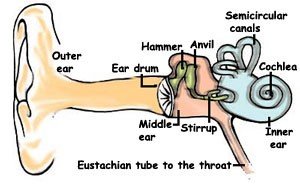 human ear anatomy-sukrajclasses.com