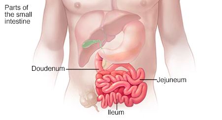 small intestine sukrajclasses.com