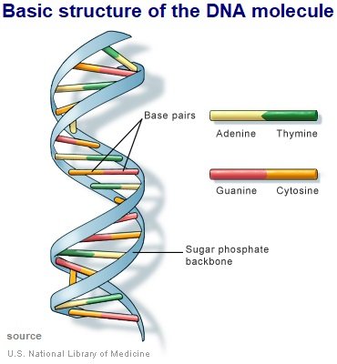 DNA- basic structure-Genetics-Heredity-sukrajclasses