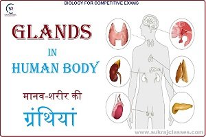 Glands And Harmons In Human Body-sukrajclasses.com