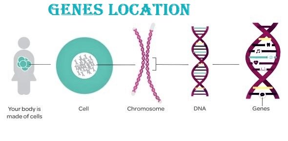 genes in human body-Genetics-Heredity-sukrajclasses