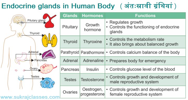 the endocrine glands and their functions