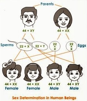 sex determination-Genetics-Heredity-sukrajclasses.com