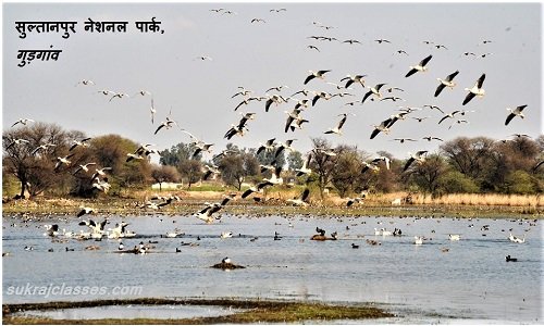 सुल्तानपुर नेशनल पार्क, गुड़गांव